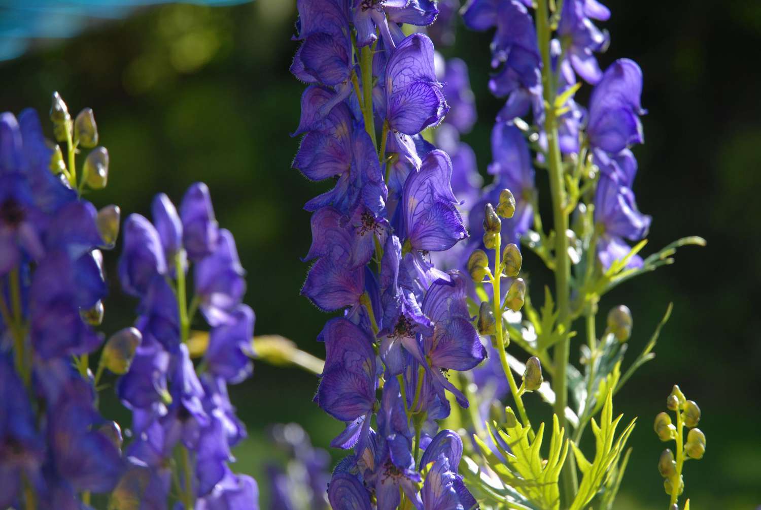 fleurs de capuchon de moine