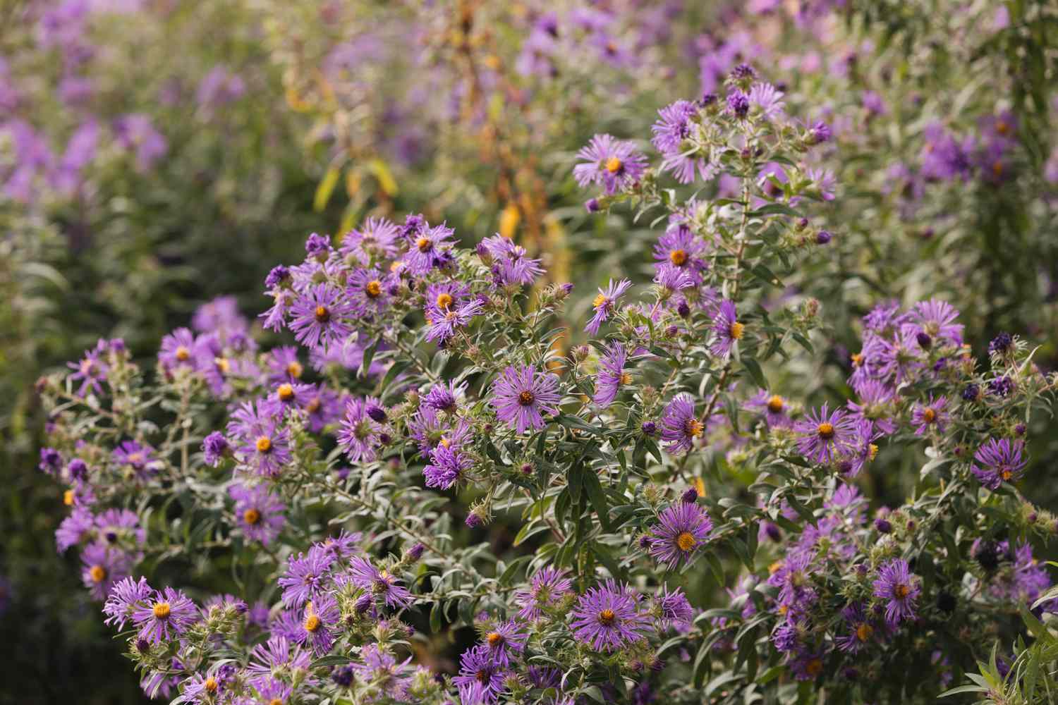 Asters de Nouvelle-Angleterre