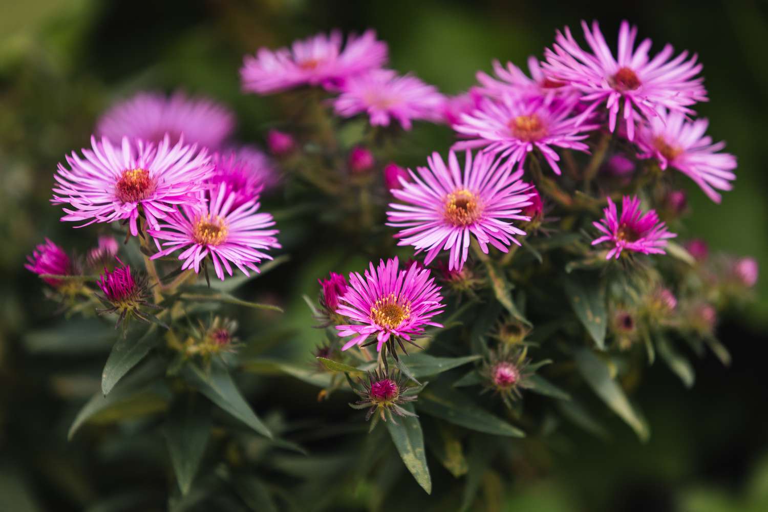 Asters de Nouvelle-Angleterre