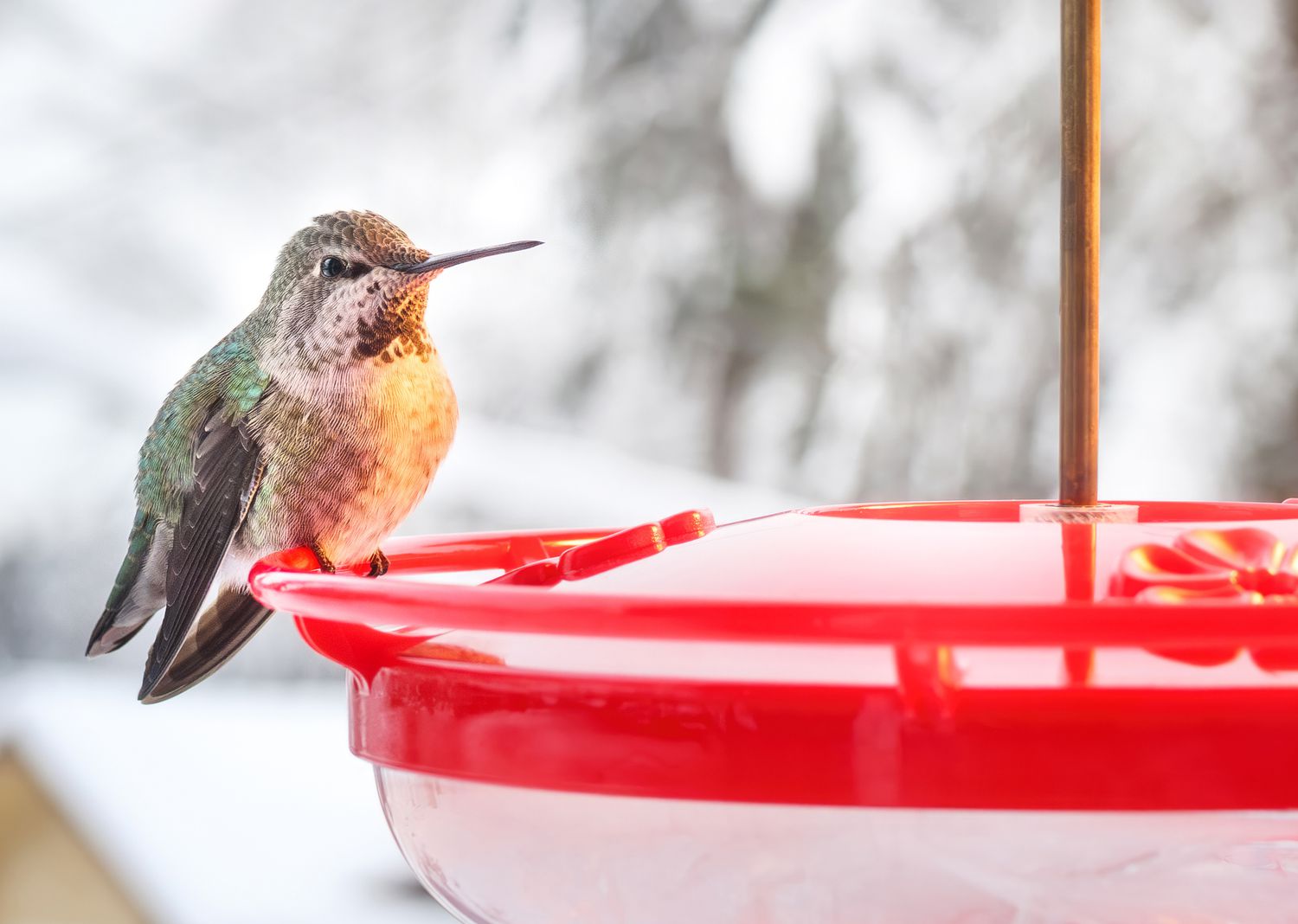 Colibri assis sur une mangeoire en forme de soucoupe