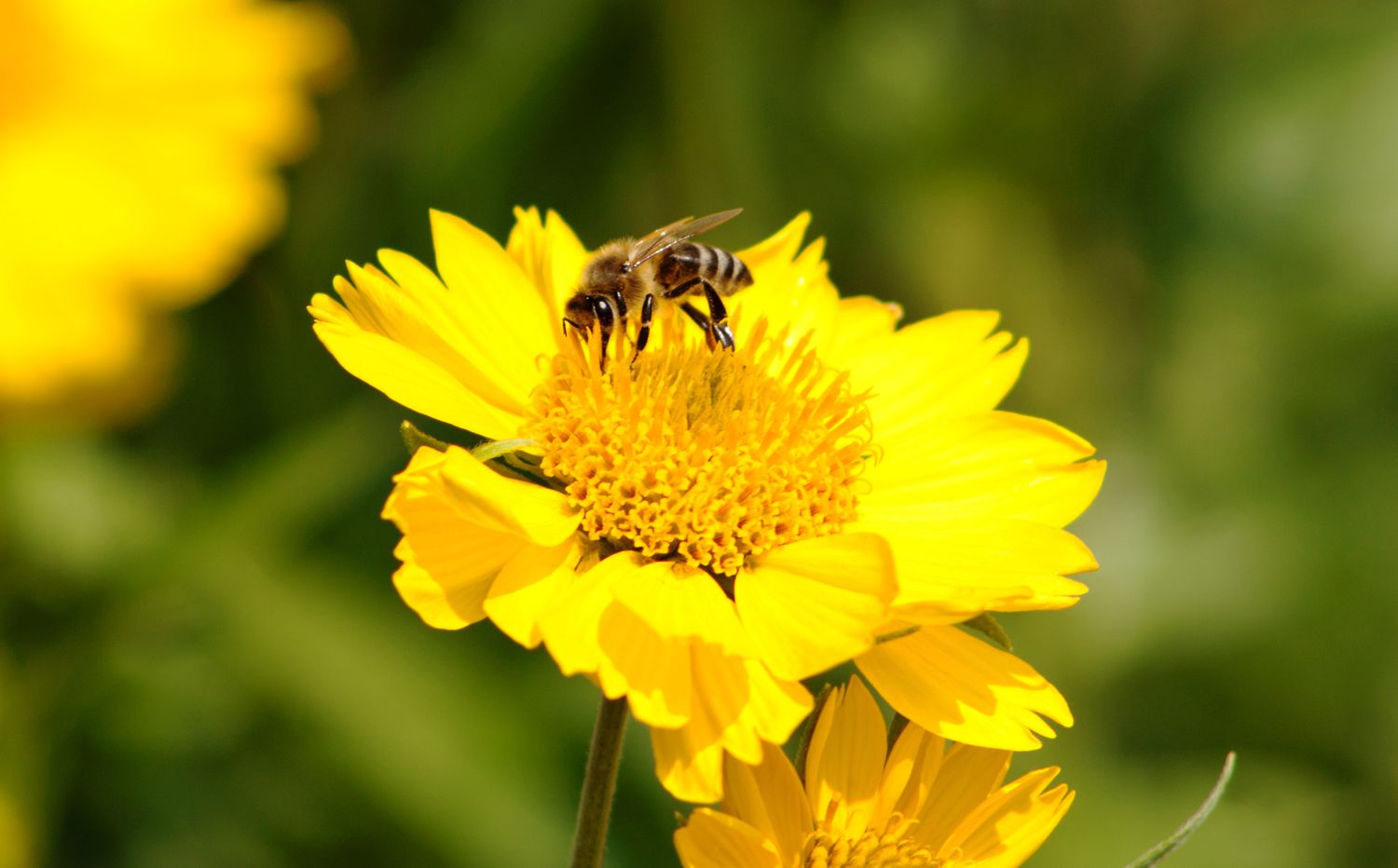 Abeille sur une fleur jaune