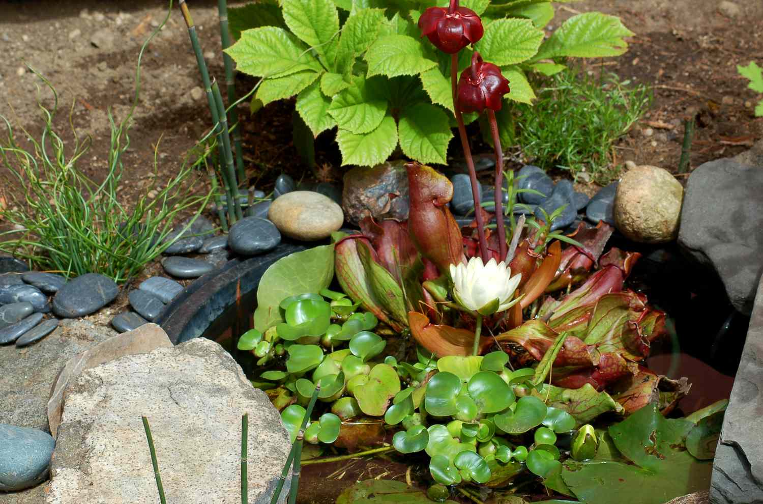 Image d'un jardin d'eau avec nénuphar, sarracénie pourpre.