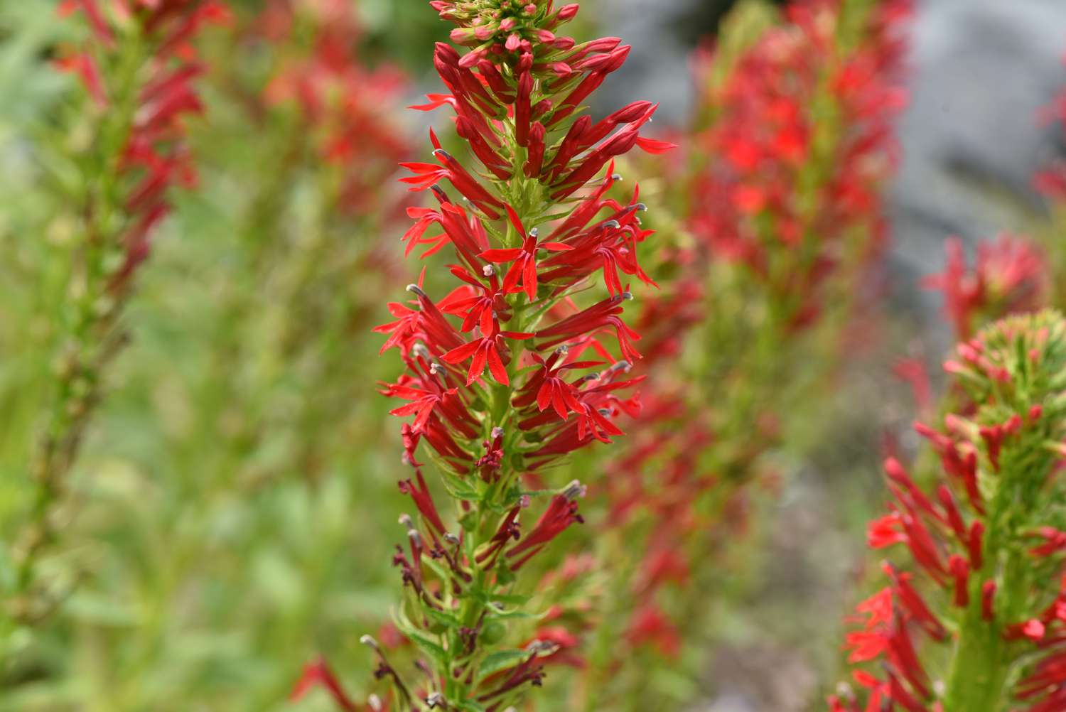 fleurs rouge vif de la fleur de cardinal