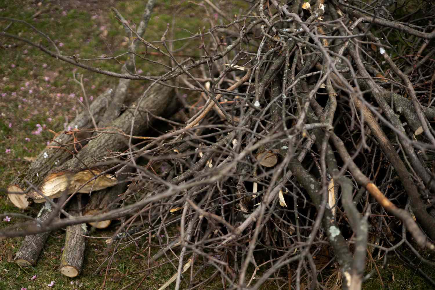 tas de bâtons et de bois dans la cour pour attirer les lucioles