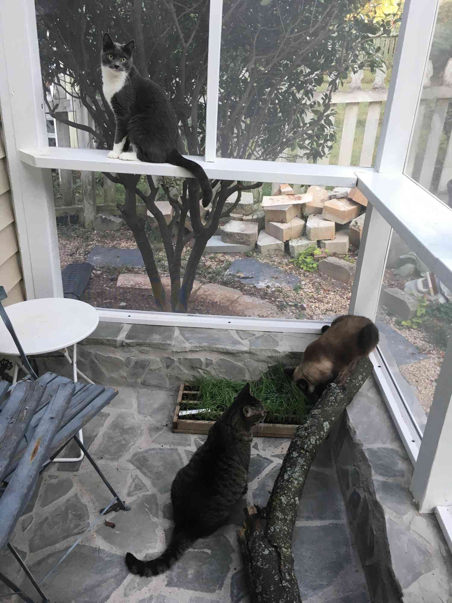 Chats profitant d'un catio couvert