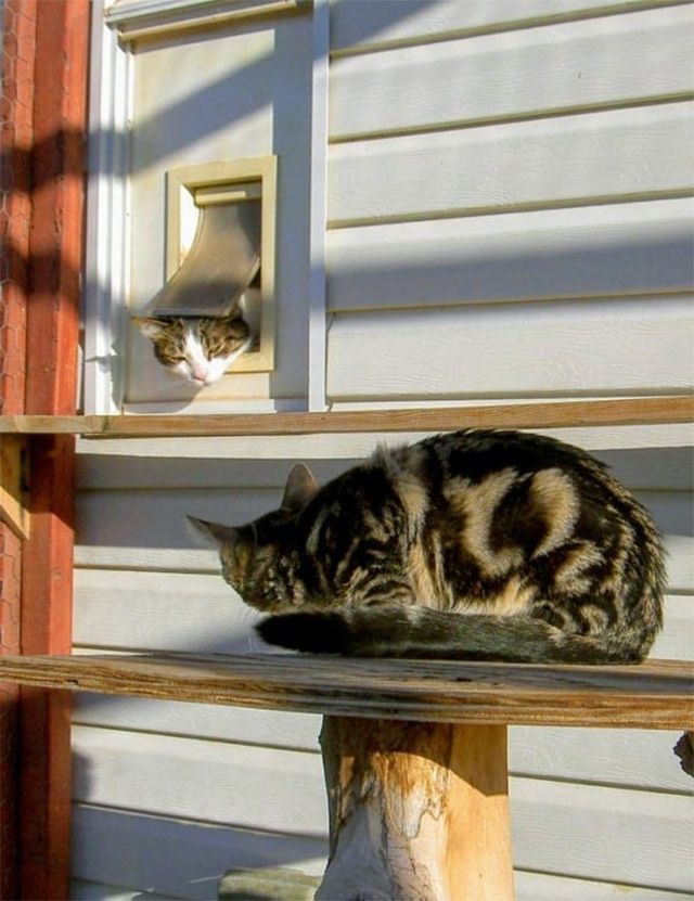 Deux chats jouant dans un catio