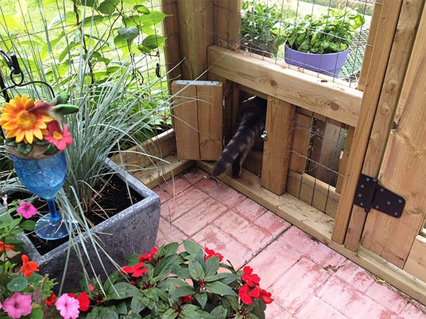 Un chat passe par une petite porte dans un catio.