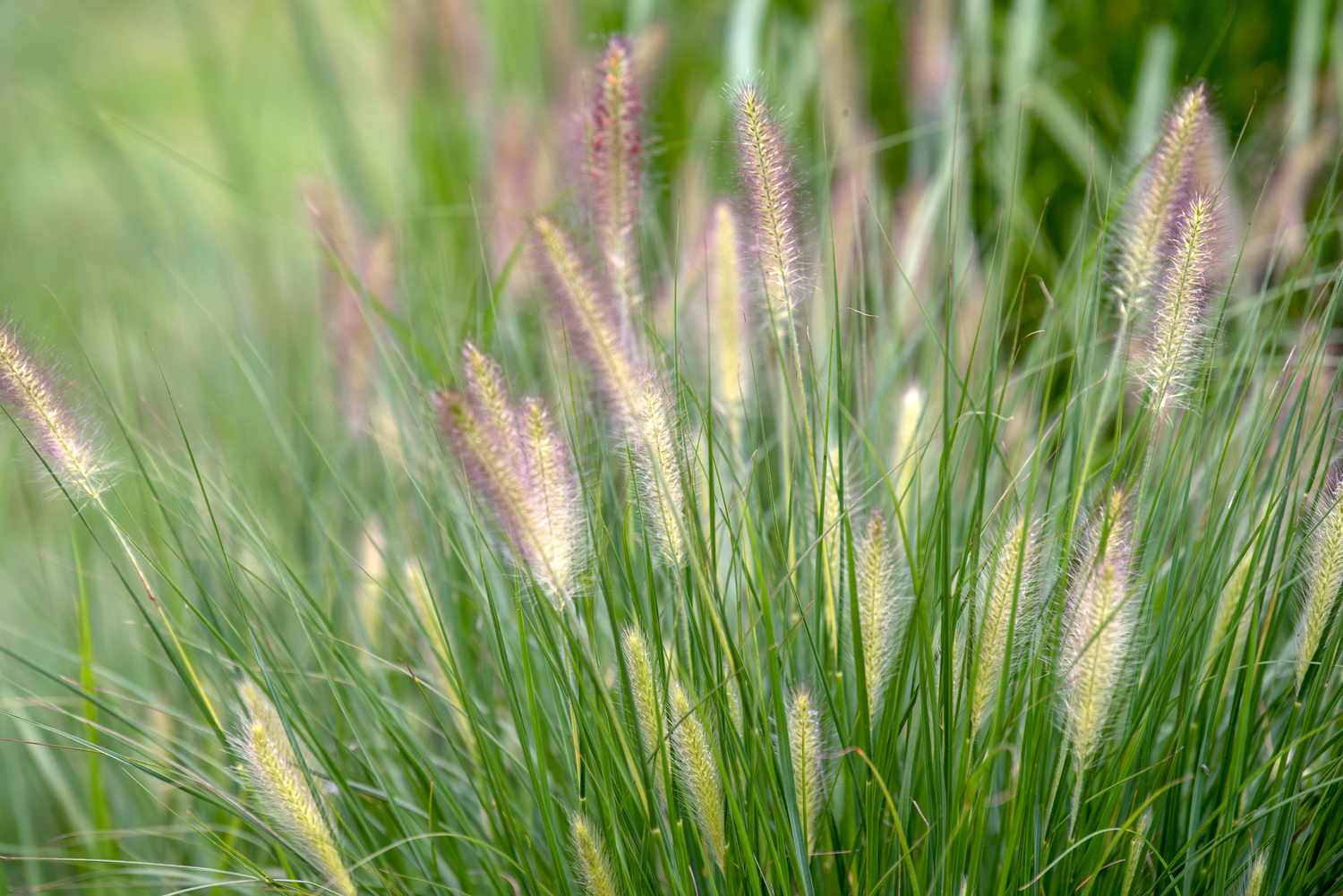 Pennisetum herbe ornementale avec des brins fins et des têtes de fleurs jaunes douces et duveteuses gros plan