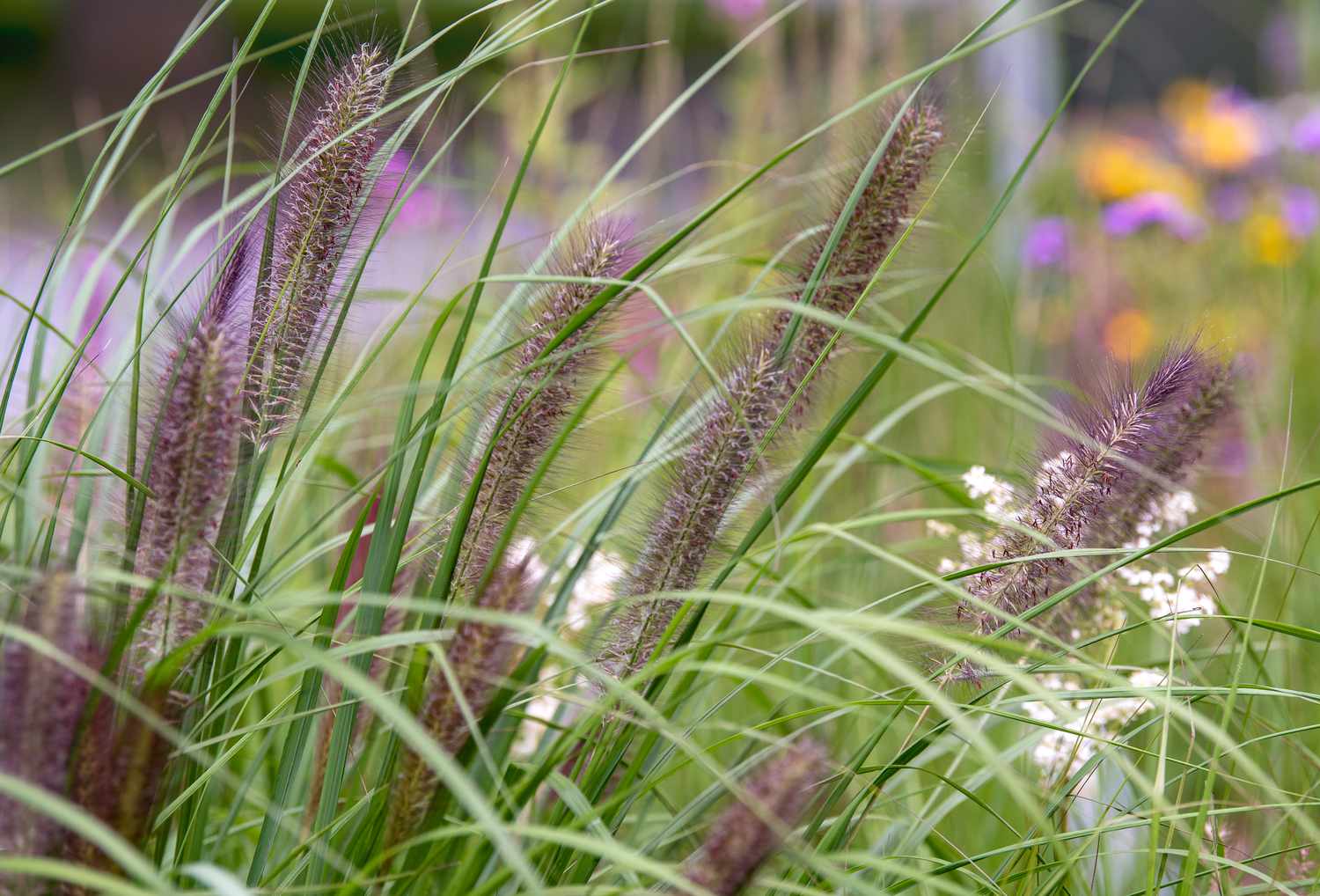 Brins d'herbe ornementale Pennisetum avec de longues têtes de fleurs duveteuses de couleur brun-pourpre gros plan