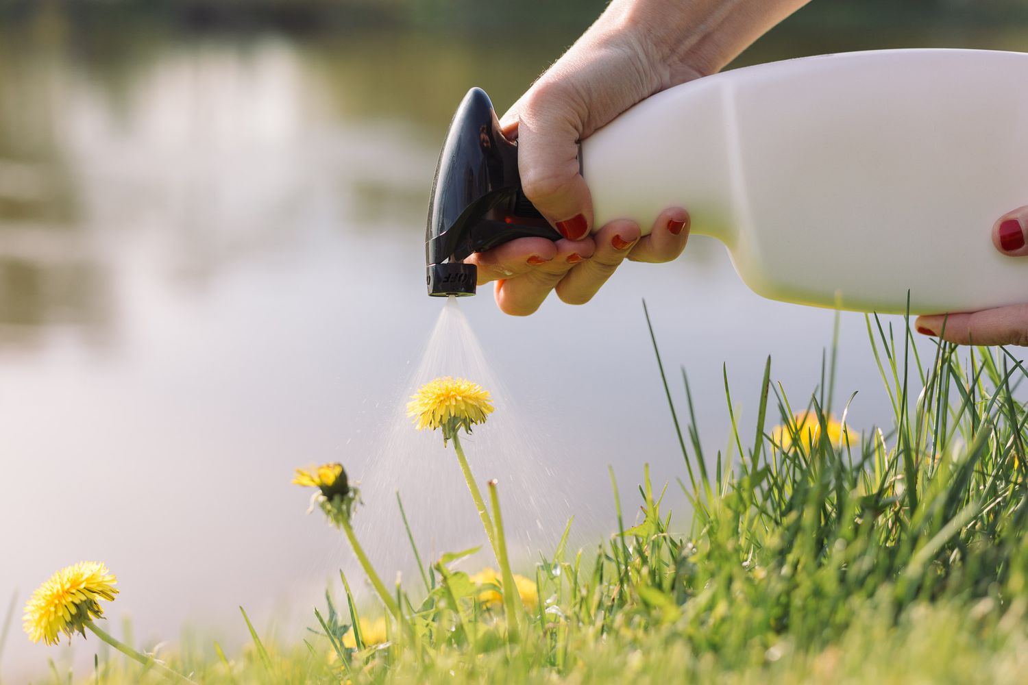 Vaporiser du vinaigre sur les mauvaises herbes