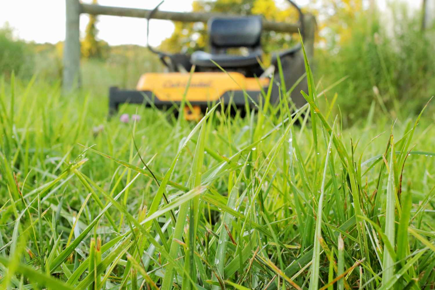 Lames d'herbe mouillées devant une tondeuse à siège