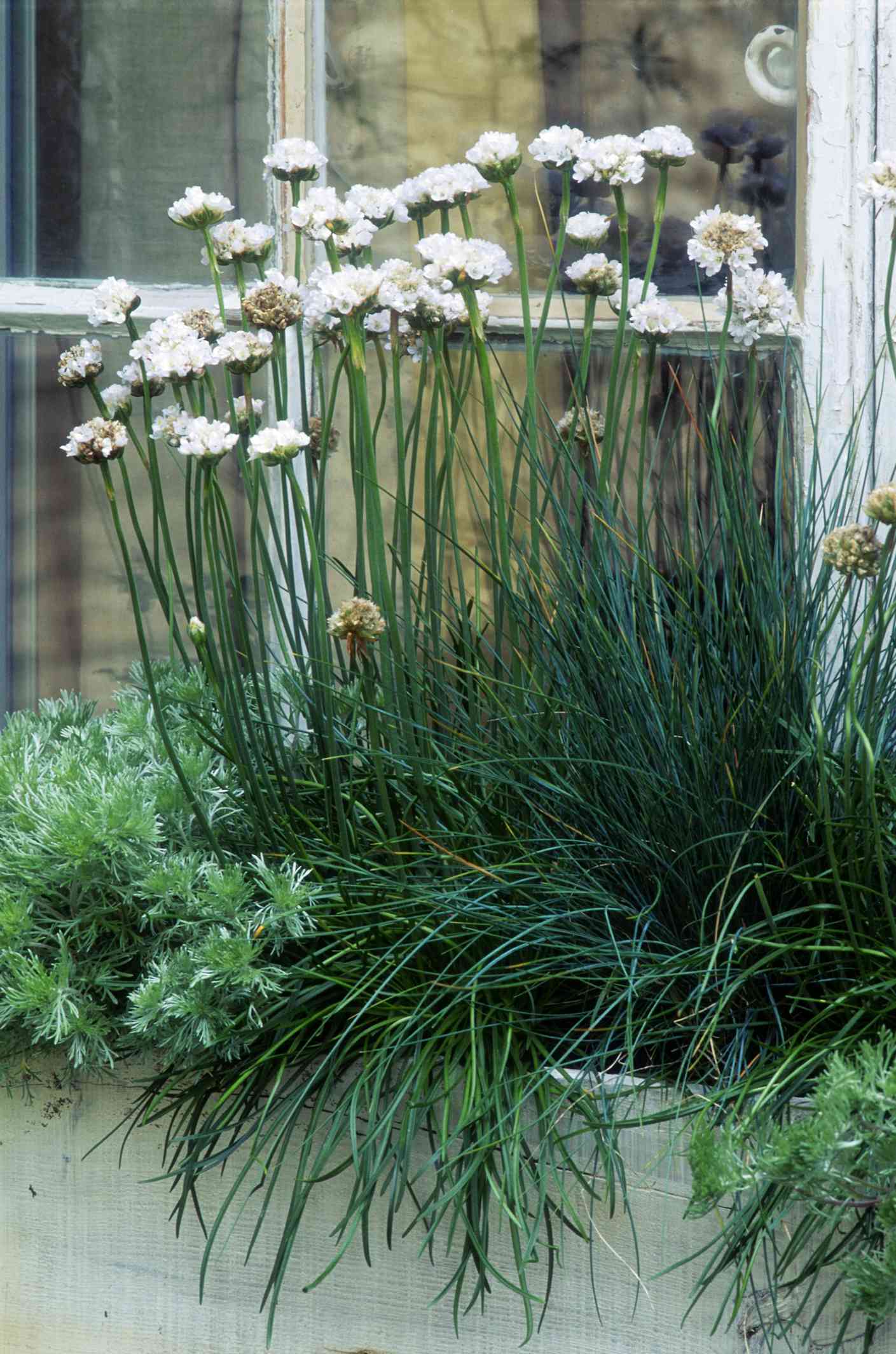 Jardinière côtière