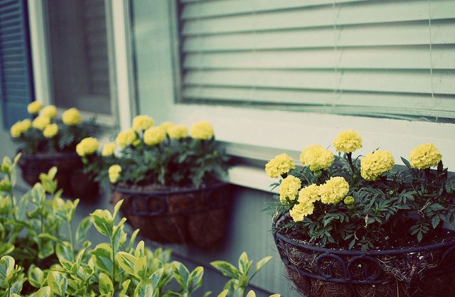 Jardinières à foin