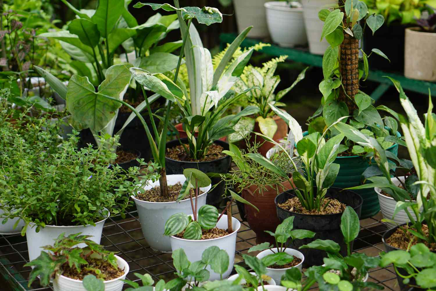 groupes de plantes en conteneur