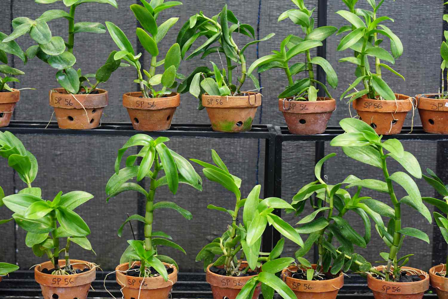 acclimater les plantes à l'extérieur