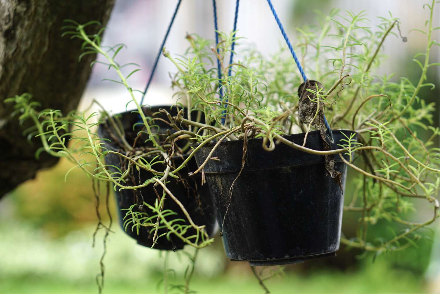 plantes en conteneur qui meurent