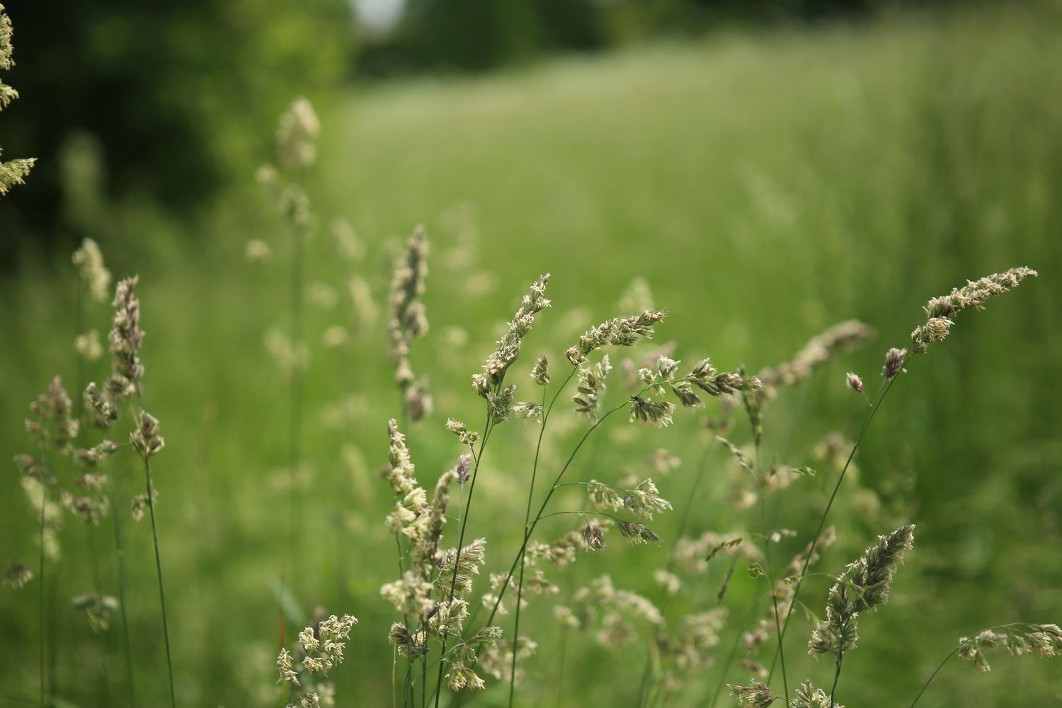 Gros plan de l'agrostis en fleur.