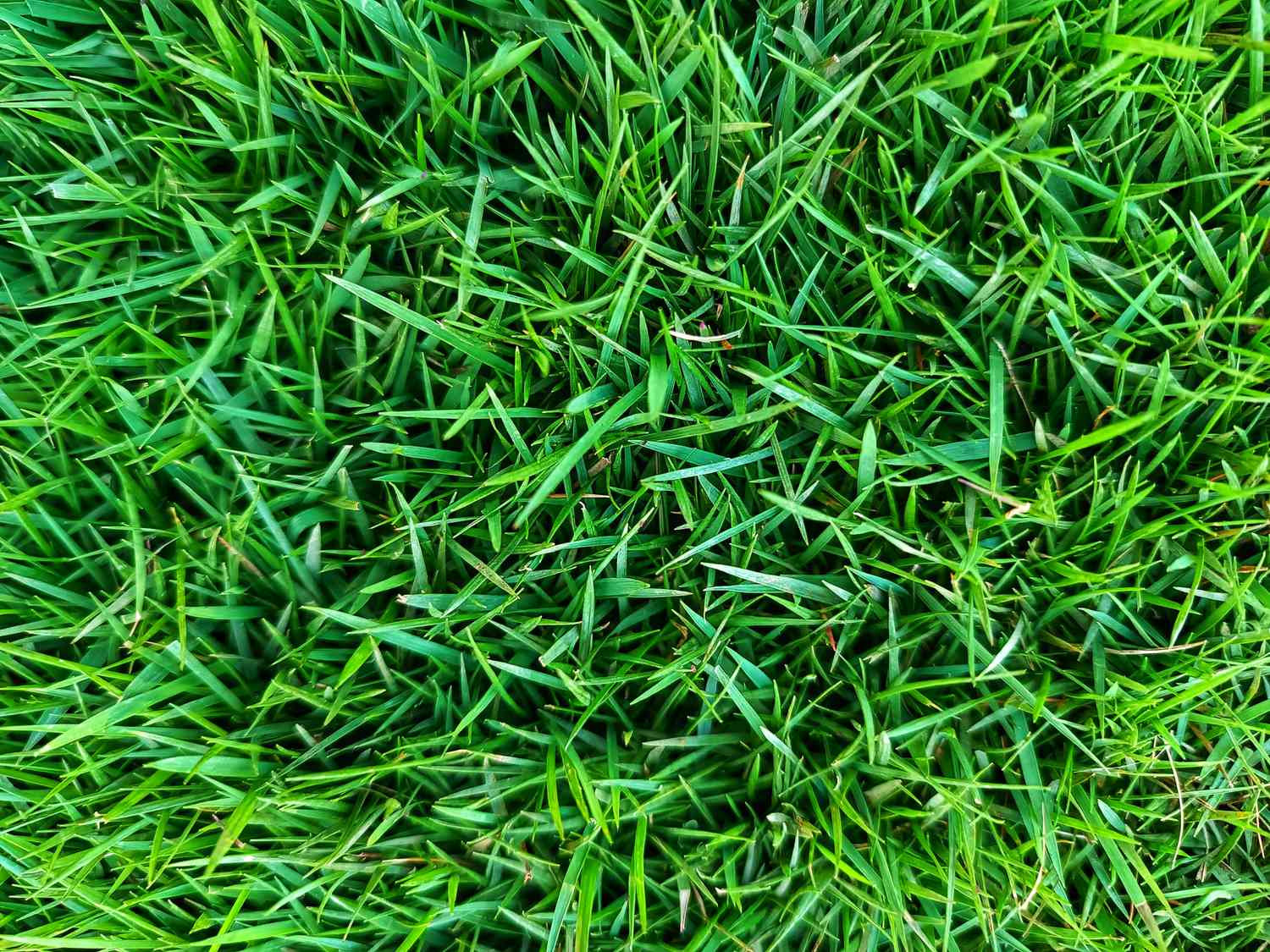 Gros plan d'une parcelle d'herbe zoysia dans une pelouse.