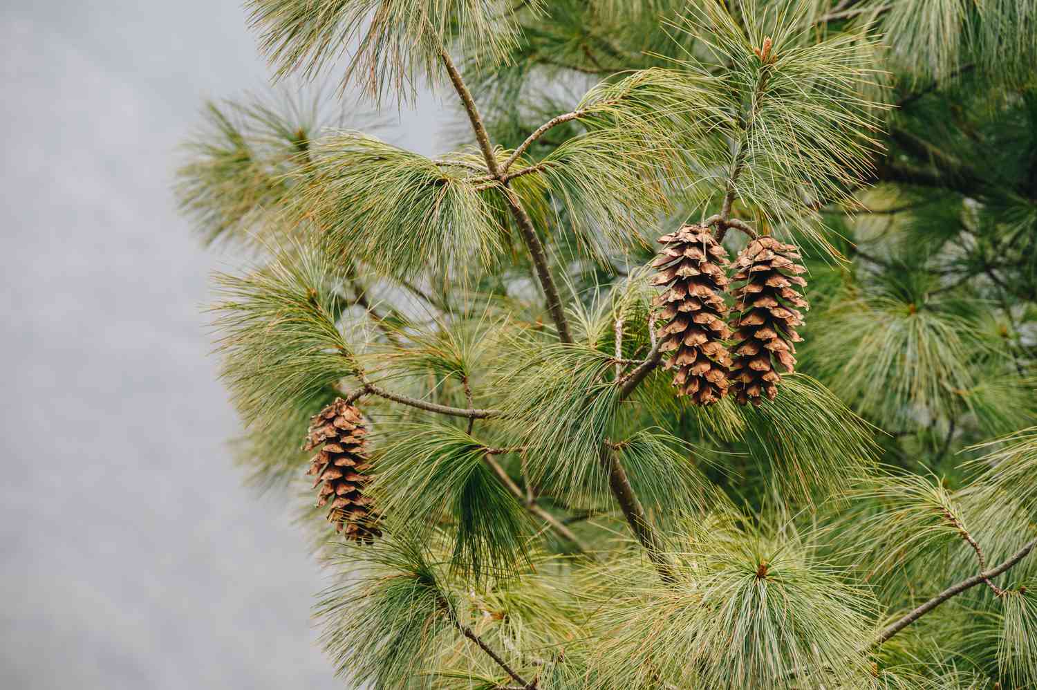 sapin avec pommes de pin