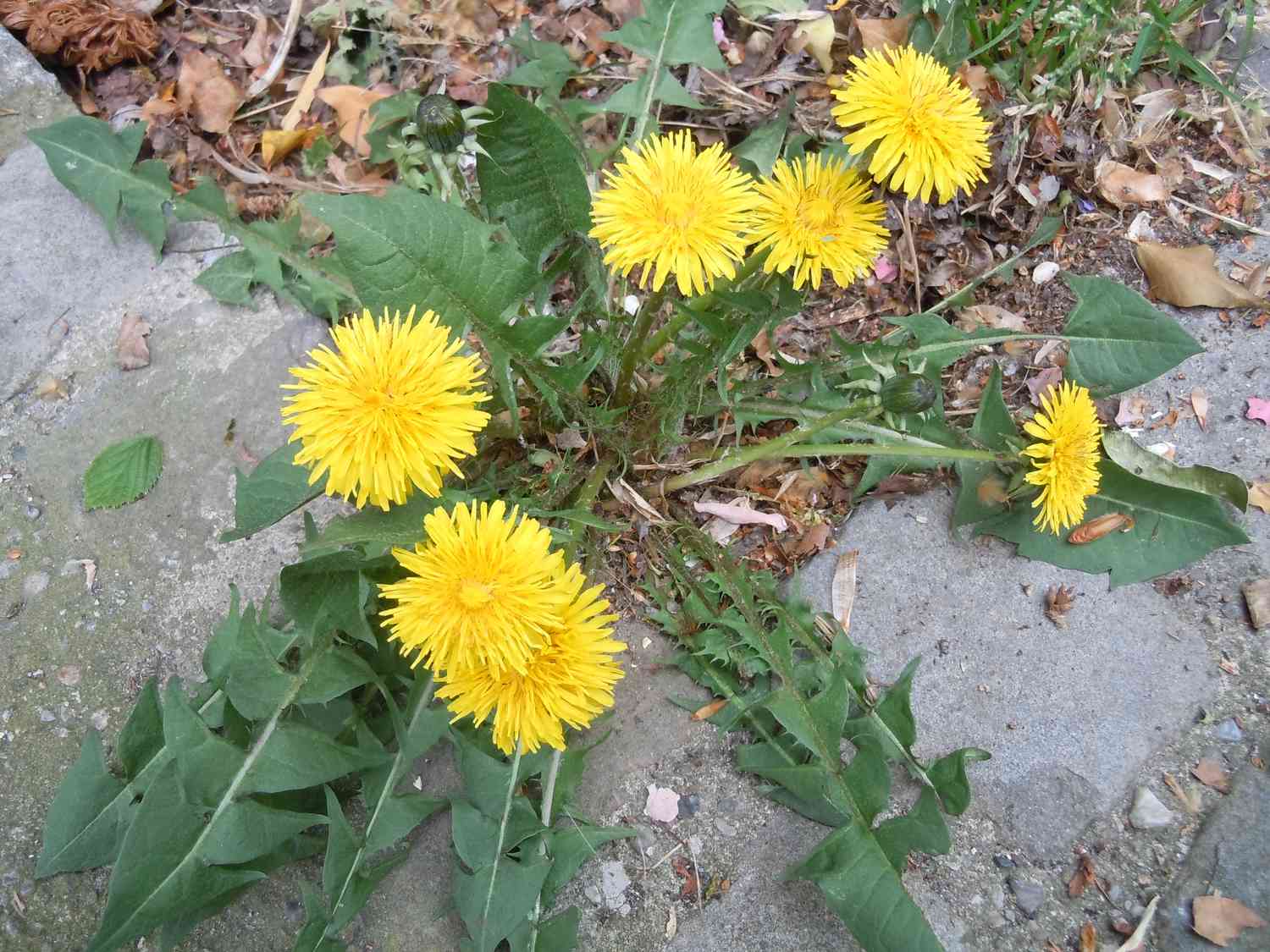 Pissenlit