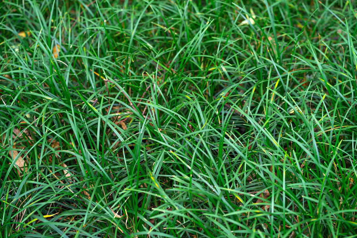 Vue aérienne de l'herbe mondo