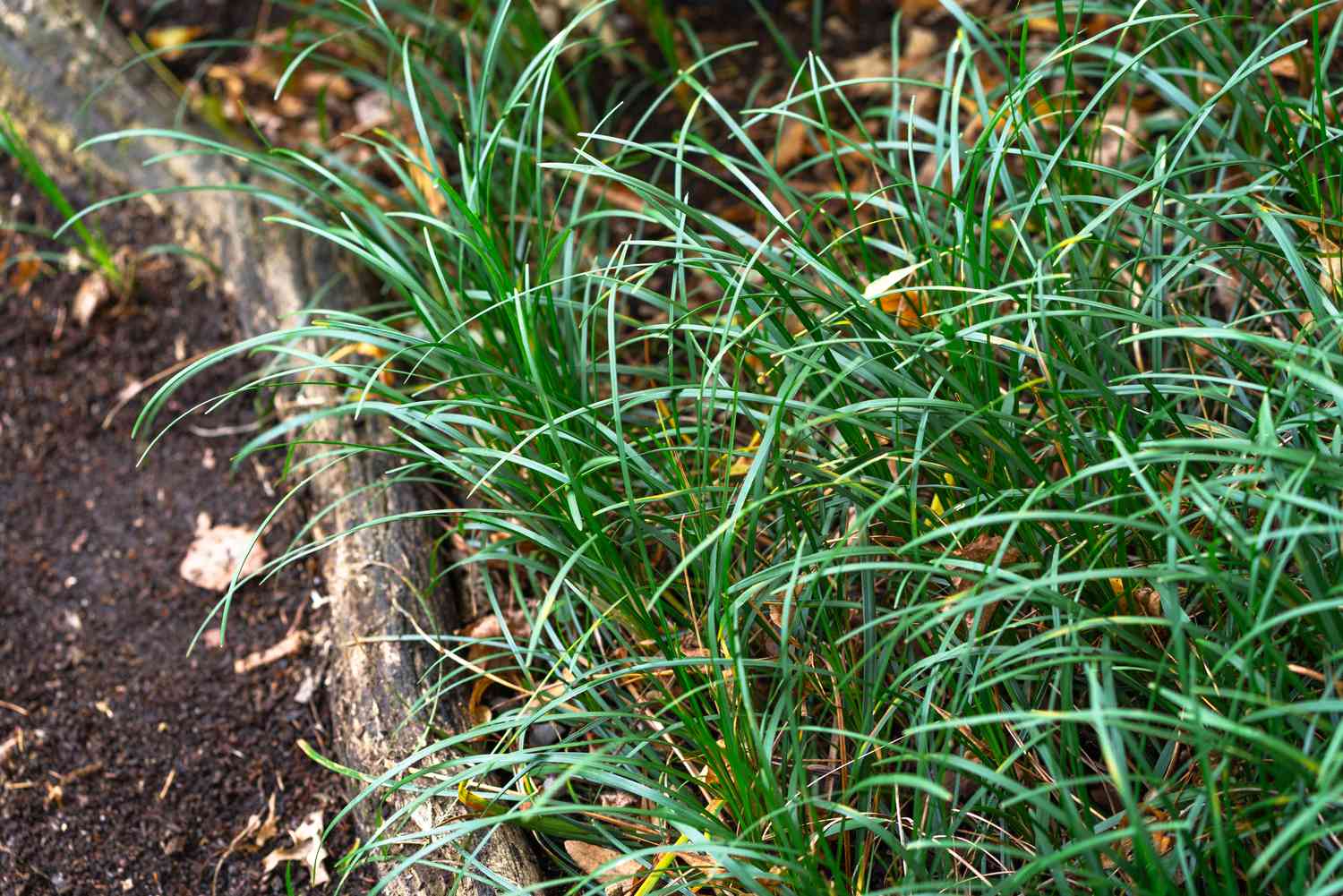 Gros plan montrant des brins d'herbe mondo