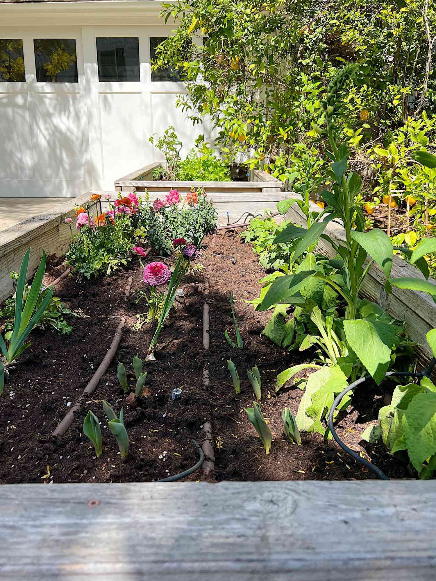 idées de lits de jardin surélevés peu coûteux