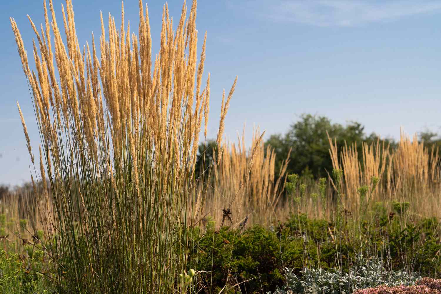Comment cultiver le roseau Karl Foerster