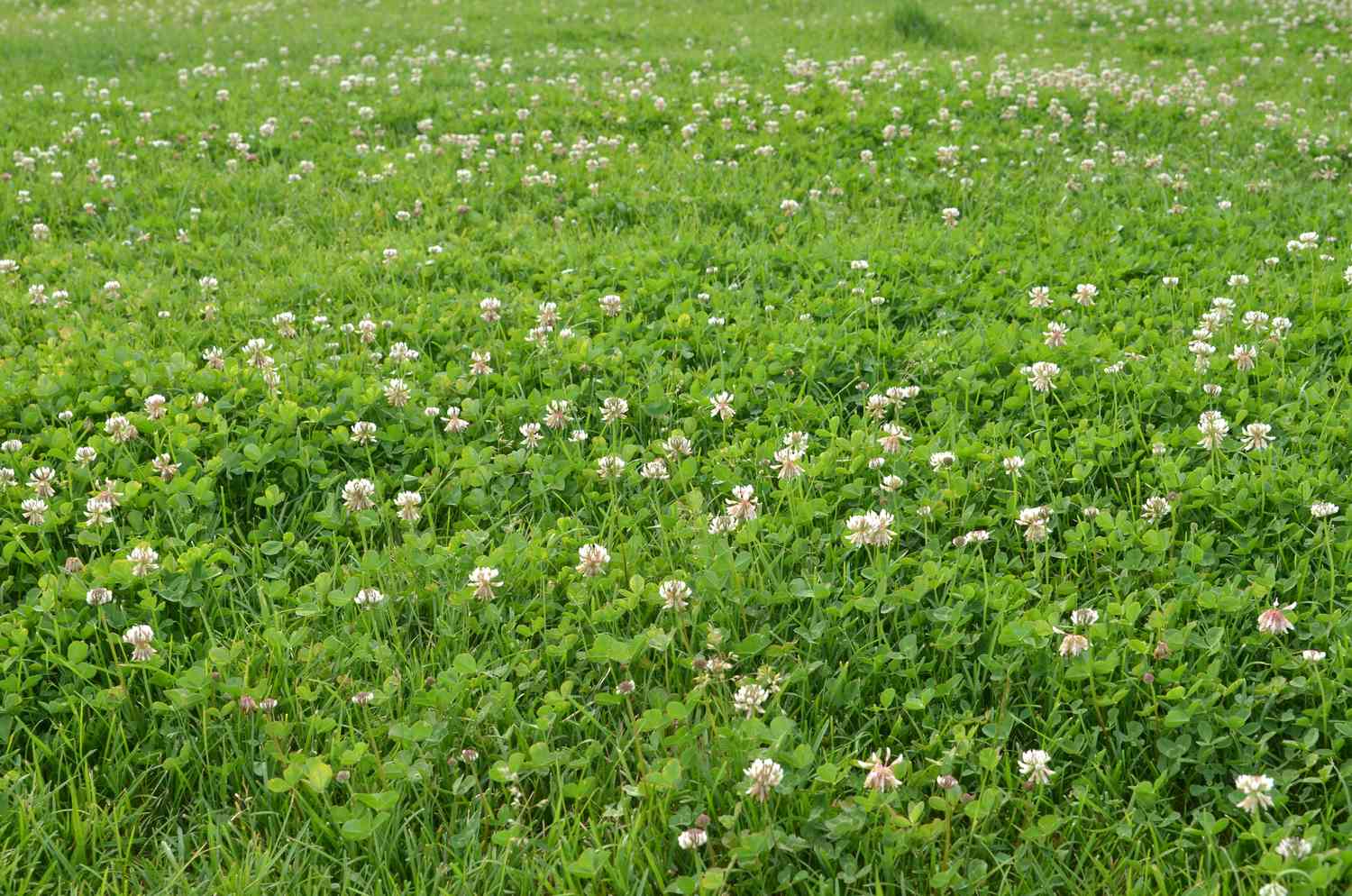 Pelouse pleine d'herbe verte et de trèfle blanc à quatre feuilles en fleur. Fond de nature.