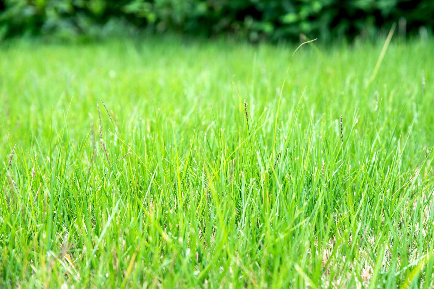 Zoysia avec des brins fins et d'un vert vif.