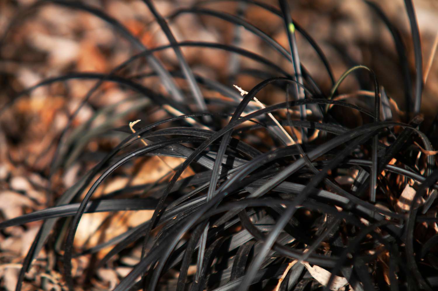 Herbe mondo noire, gros plan