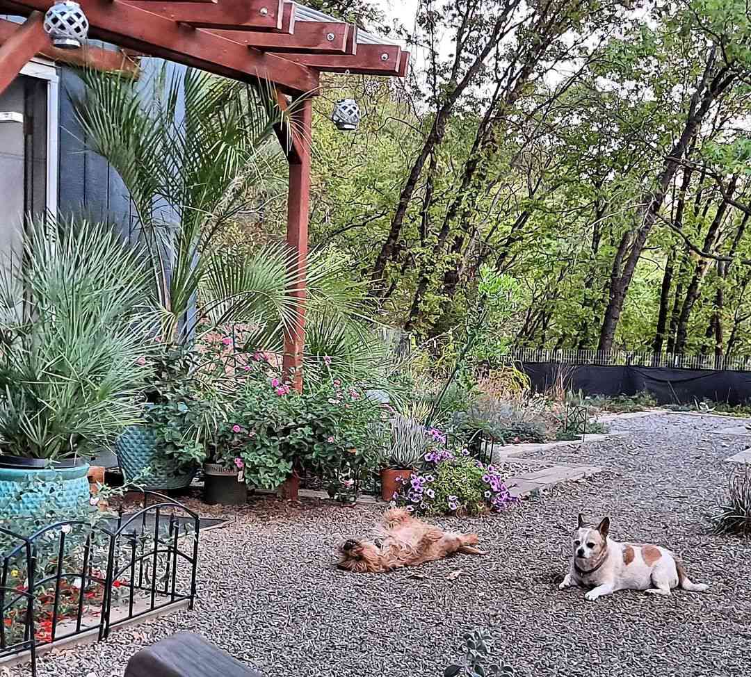 Terrasse en gravier dans un jardin désertique