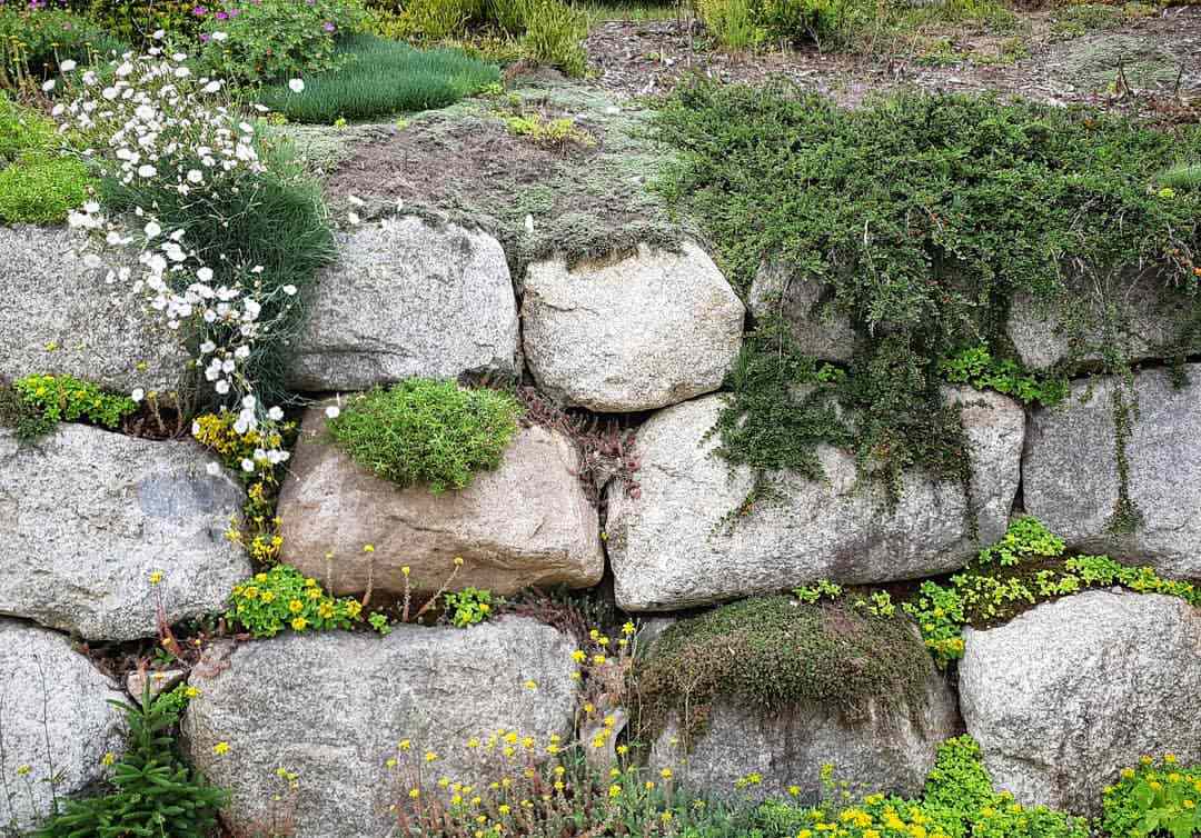 mur de soutènement en pierre avec plantes