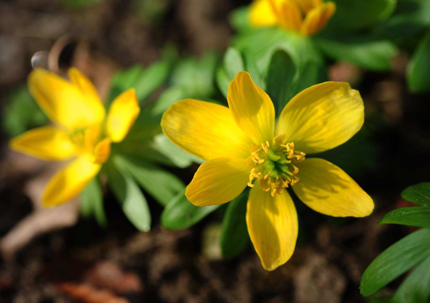 Fleurs d'anconite d'hiver