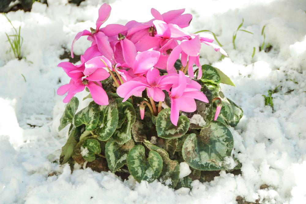 plante fleurie dans la neige