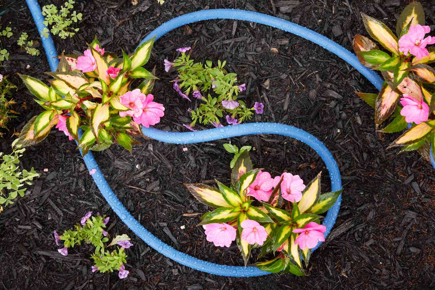 Overhead shot of soaker house drip irrigation system in garden
