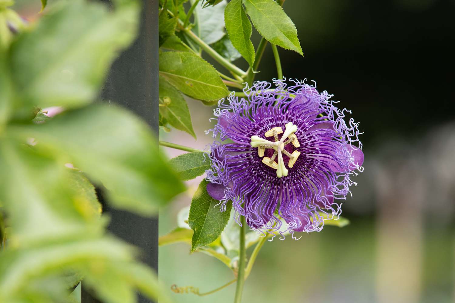 Passiflore vigne