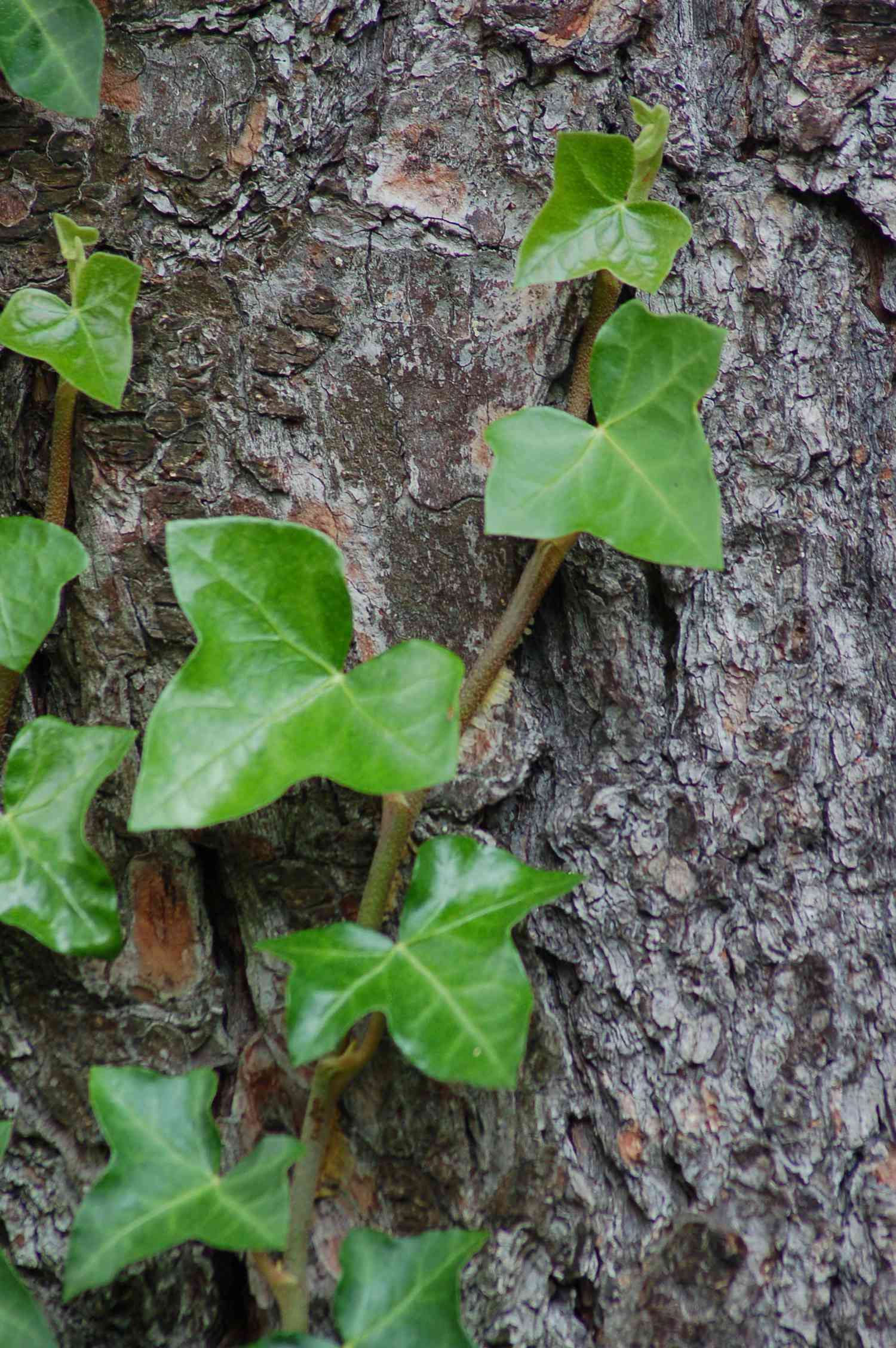 Lierre anglais grimpant un arbre.