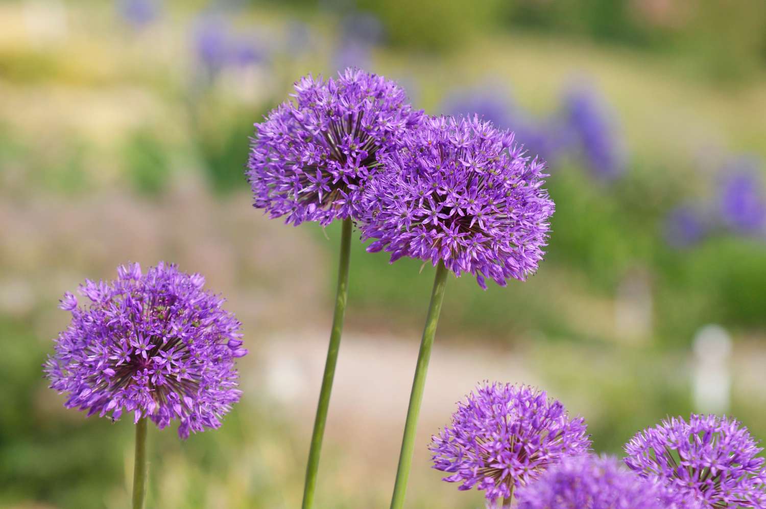 Plante d'Allium avec des grappes de minuscules fleurs violettes en forme de globe sur des tiges fines.