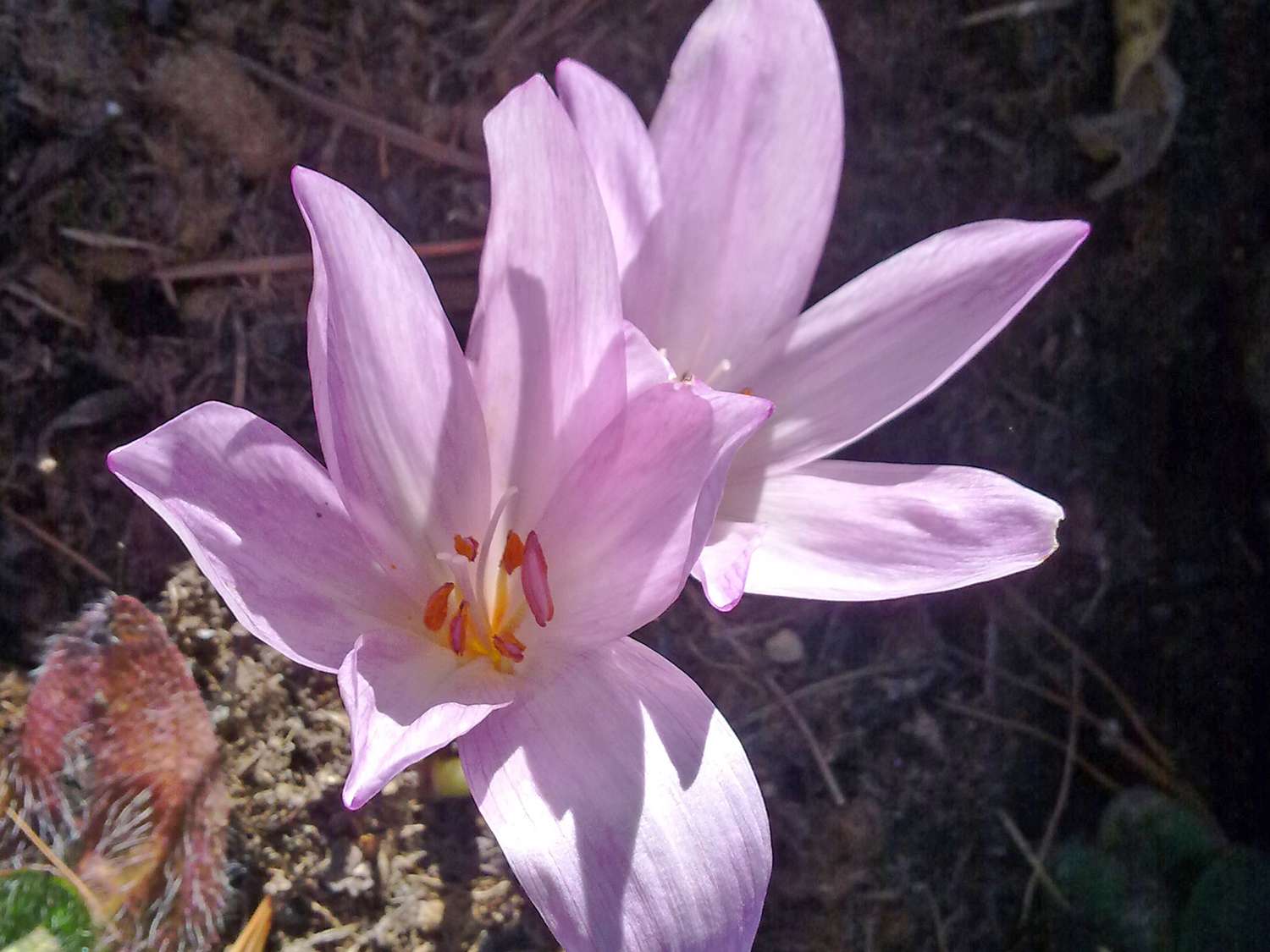 Crocus d'automne (Colchicum)