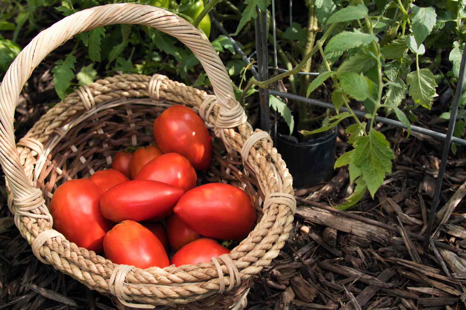 Tomates Roma rouges récoltées dans un panier en osier près de plantes grimpantes