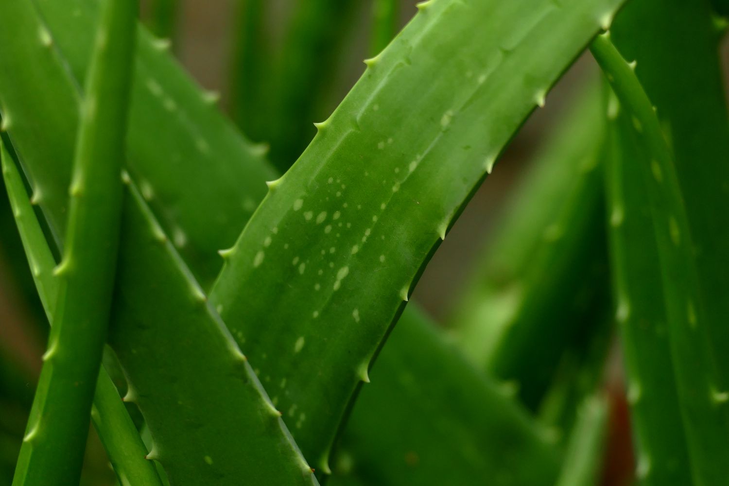 Feuilles d'Aloe vera