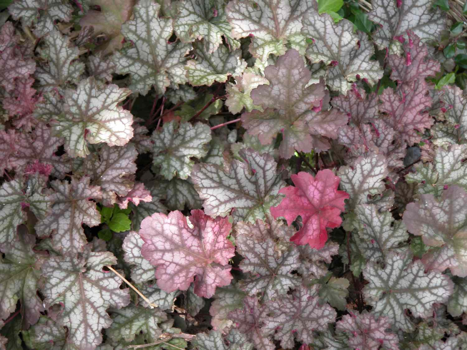 Heuchera (clochettes de corail)