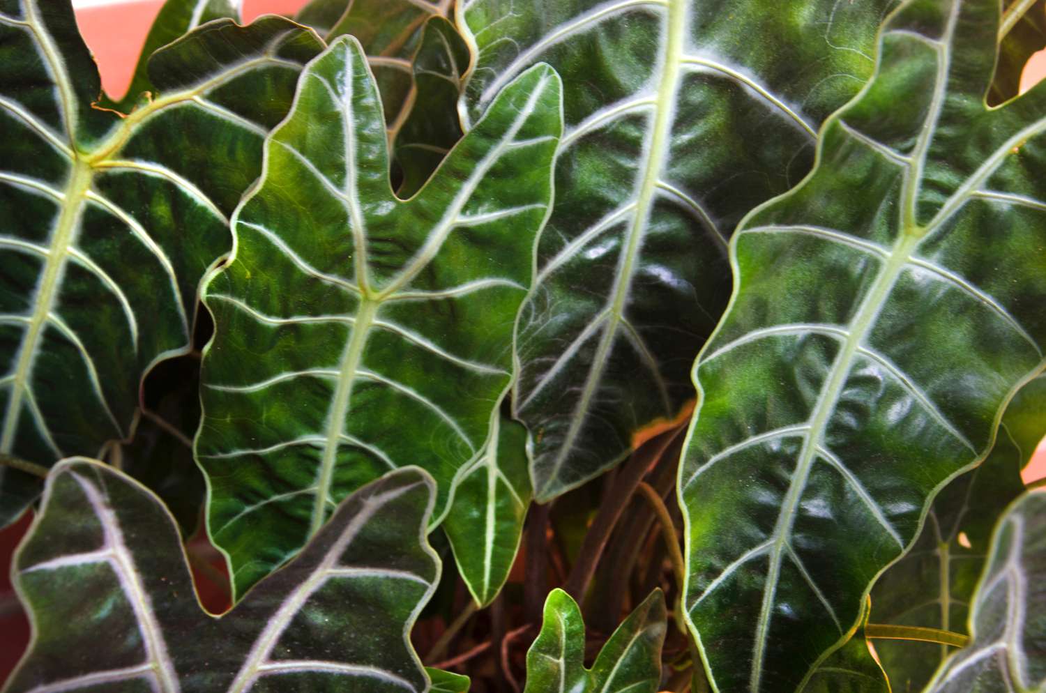 Alocasia Sanderiana.