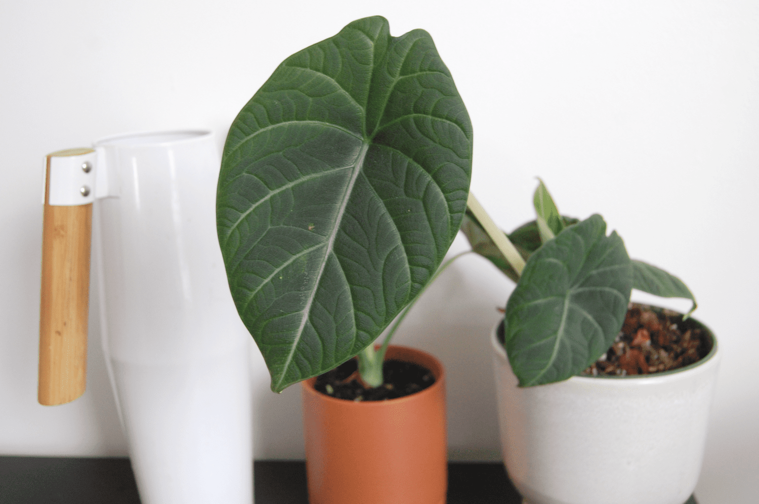 Photo d'une plante d'Alocasia maharani dans un pot blanc avec un pot en terre cuite à côté et un arrosoir blanc.