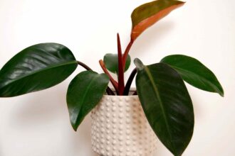 Philodendron ‘Black Cardinal’ : Conseils de culture et d’entretien