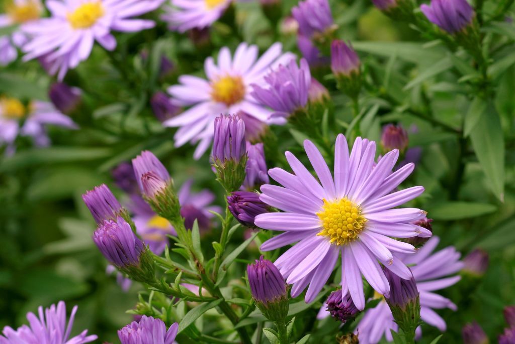 aster