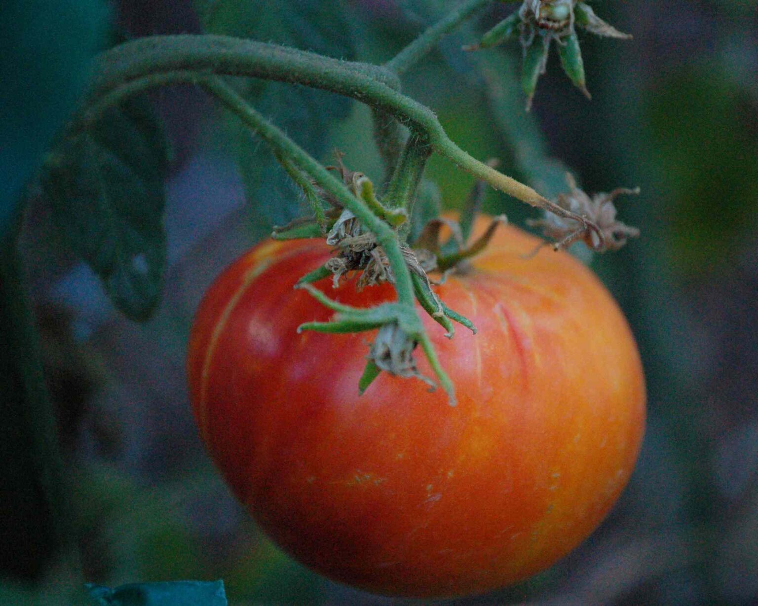 Comment cultiver et entretenir les tomates Mr. Stripey