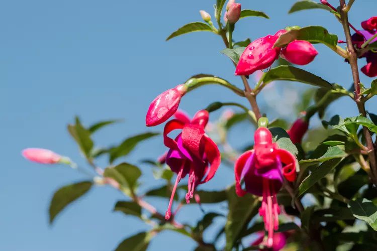 Gros plan sur les fleurs roses de l'arbuste fuschia