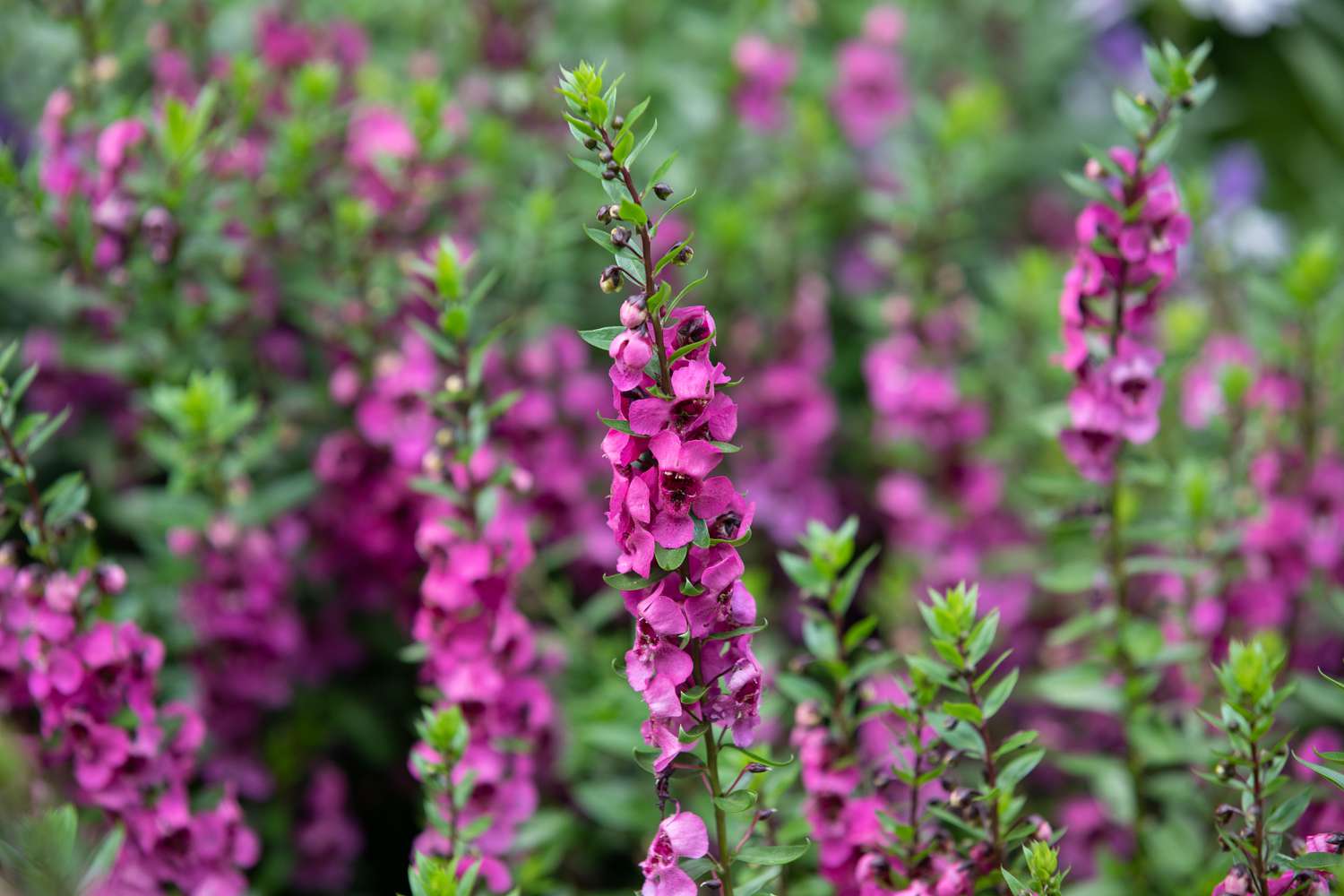 fleurs d'angélonia